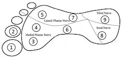 Changes of Peripheral <mark class="highlighted">Nerve Function</mark> and Vitamin B12 Level in People With Parkinson's Disease